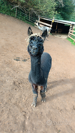 Alpaca maschio