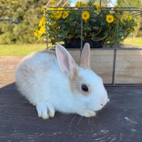 Cucciolo coniglio nano comune