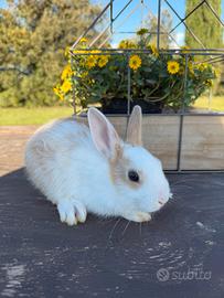 Cucciolo coniglio nano comune