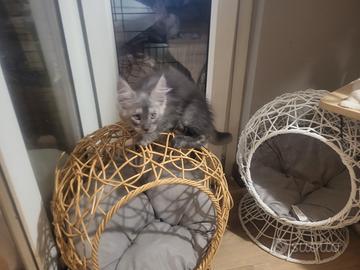 Cuccioli Maine coon