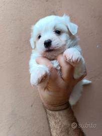 Coton de tulear