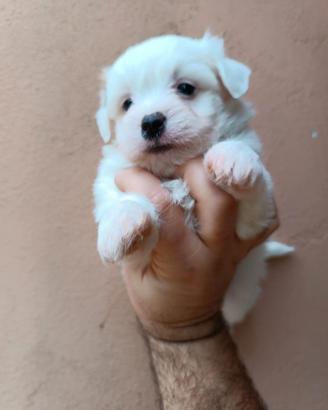 Coton de tulear