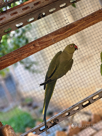 Parrocchetto dal collare