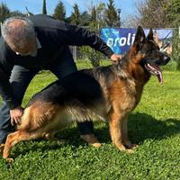 Disponibile per monta