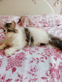 Gatto persiano