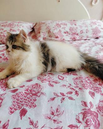 Gatto persiano