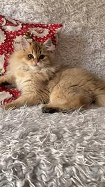 Cuccioli British Longhair