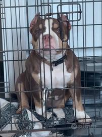 AmericanBully Top Girl