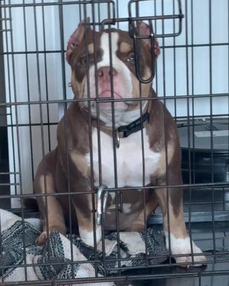 AmericanBully Top Girl
