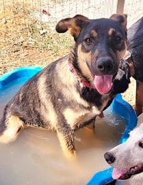 Meticci pastore labrador