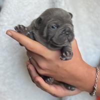 Bulldog francese