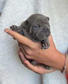 Bulldog francese