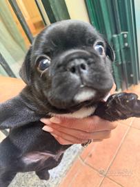 Cucciolo bulldog francese