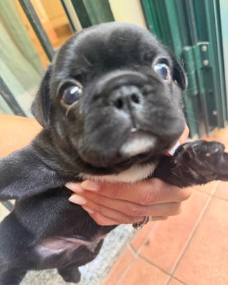 Cucciolo bulldog francese