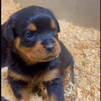 Cuccioli rottweiler perdigree