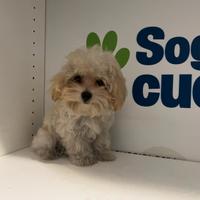 Maltipoo Crema mini toy barboncino maltese