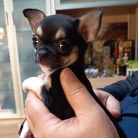 Cucciola chihuahua
