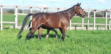 Cavalla