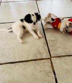 cuccioli japanese chin - spaniel giapponese maschi