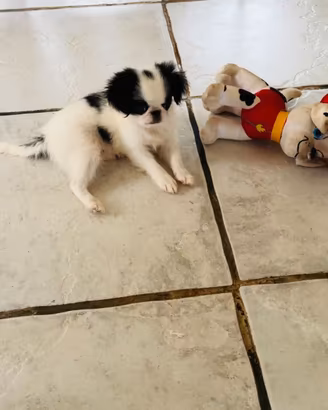 cuccioli japanese chin - spaniel giapponese maschi