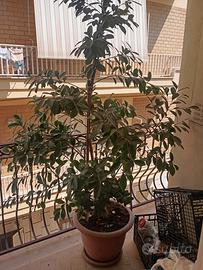 pianta bonsai d arredo