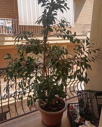 pianta bonsai d arredo