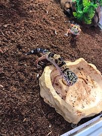 Gechi leopardini baby