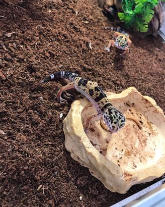 Gechi leopardini baby