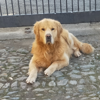 Golden retriever maschio per accoppiamento