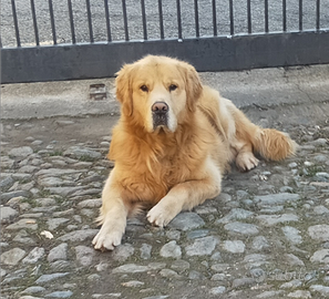 Golden retriever maschio per accoppiamento