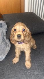 Cocker spaniel inglese disponibile
