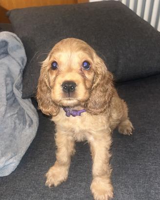 Cocker spaniel inglese disponibile