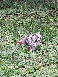 Galli e galline Coccincine sparviero