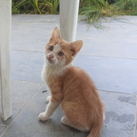 Gattini