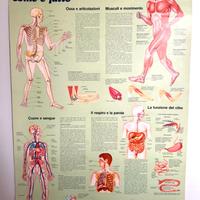 Poster da appendere CORPO UMANO e MAMMIFERI