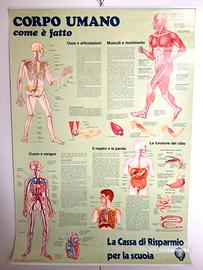 Poster da appendere CORPO UMANO e MAMMIFERI