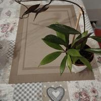 Hoya Pubicalix silver Pink splash 