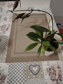 Hoya Pubicalix silver Pink splash 