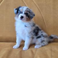 Pastore australiano australian shepherd