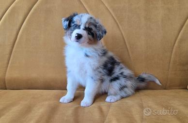 Pastore australiano australian shepherd