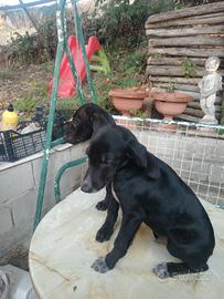 Cuccioli di segugio italiano