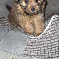 Pomapoo mini toy 70 giorni