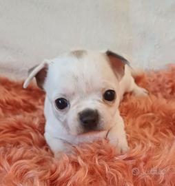 cuccioli chihuahua