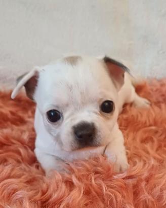 cuccioli chihuahua