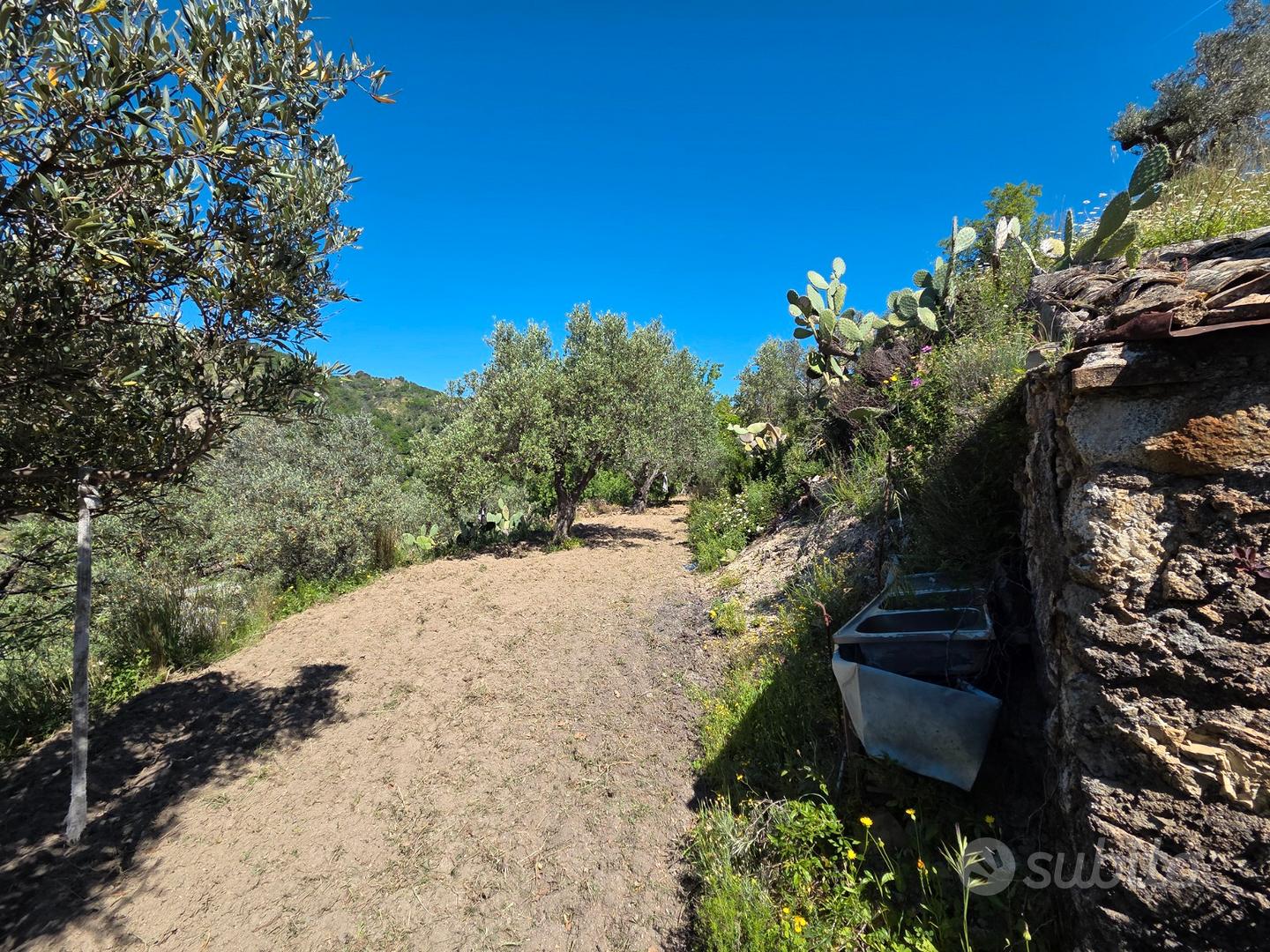 Terreno rustico - Uliveto - Vista 2