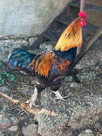 Galline