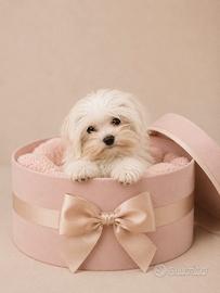 Maltese "mini toy" coreano disponibile subito