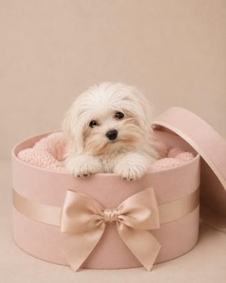 Maltese "mini toy" coreano disponibile subito