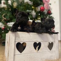 Cuccioli di Bouledogue Francese