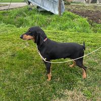 Segugio italiano nero